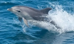 Delfin afalina